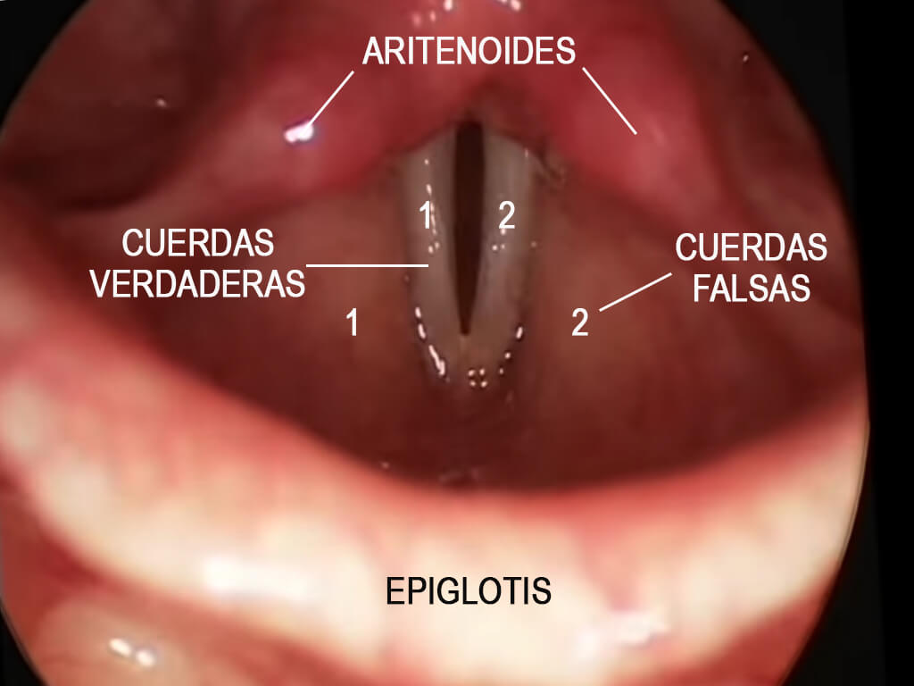 Las cuerdas vocales al cantar 